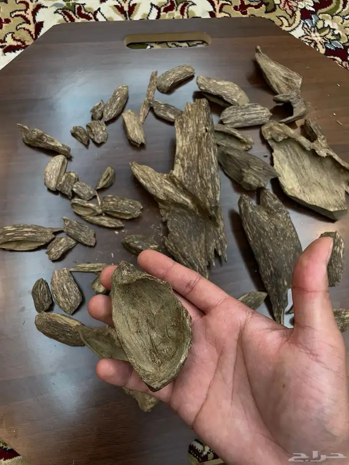عود سومطري سوبر مرتفع 18