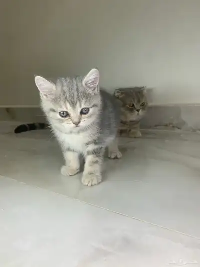 قطط سكوتش فولد وستريت 6