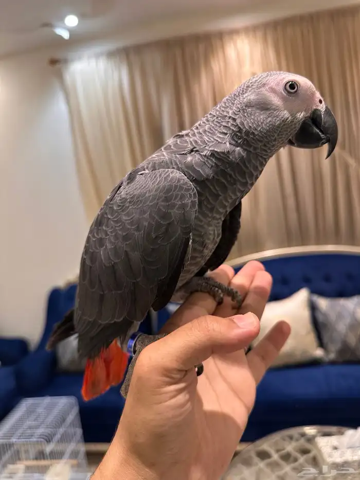 ببغاء كاسكو تم البيع 2
