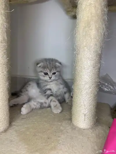قطط سكوتش فولد وستريت 0
