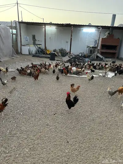 دجاج بلدي بياض شرط للبيع العدد 350 3