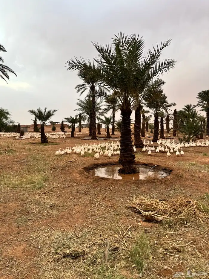 مشروع بط بكيني بياض سوبر جامبو 2
