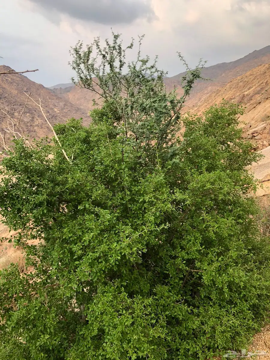 أشجار الشقب 1