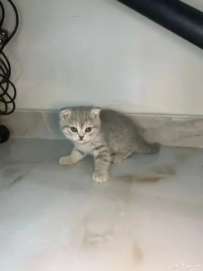 قطط سكوتش فولد وستريت 4
