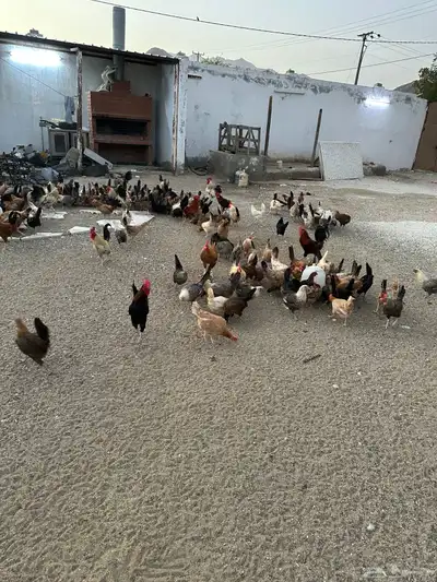 دجاج بلدي بياض شرط للبيع العدد 350 4