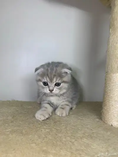 قطط سكوتش فولد وستريت 9