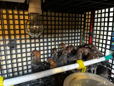 صوص دجاج فيومي ذهبي صافي 0