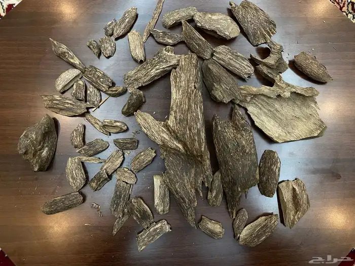 عود سومطري سوبر مرتفع 0