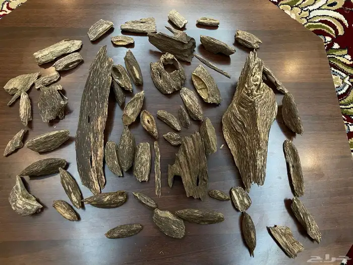عود سومطري سوبر مرتفع 19