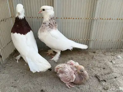 ايراني مطوق بانتاجه 3