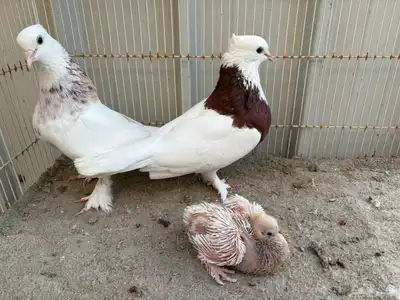 ايراني مطوق بانتاجه 4