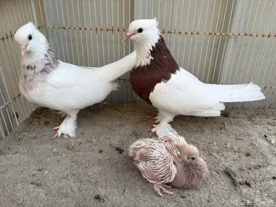 ايراني مطوق بانتاجه 1
