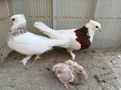 ايراني مطوق بانتاجه 0