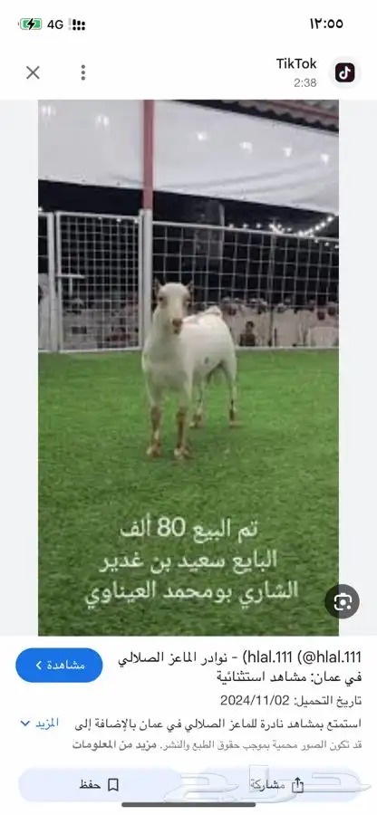 نوادر الماعز الصلالي 1