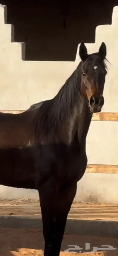 فرس انتاج  جواز 0