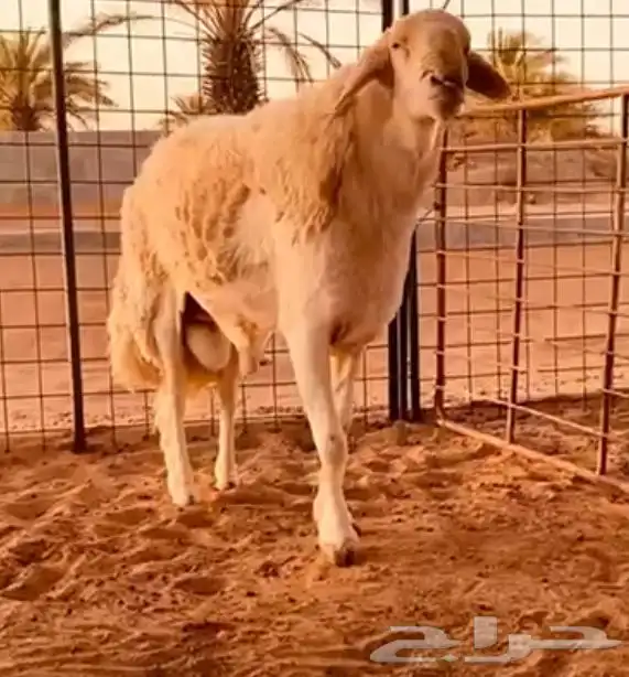 مشرووع فحل حر ي صنف 7