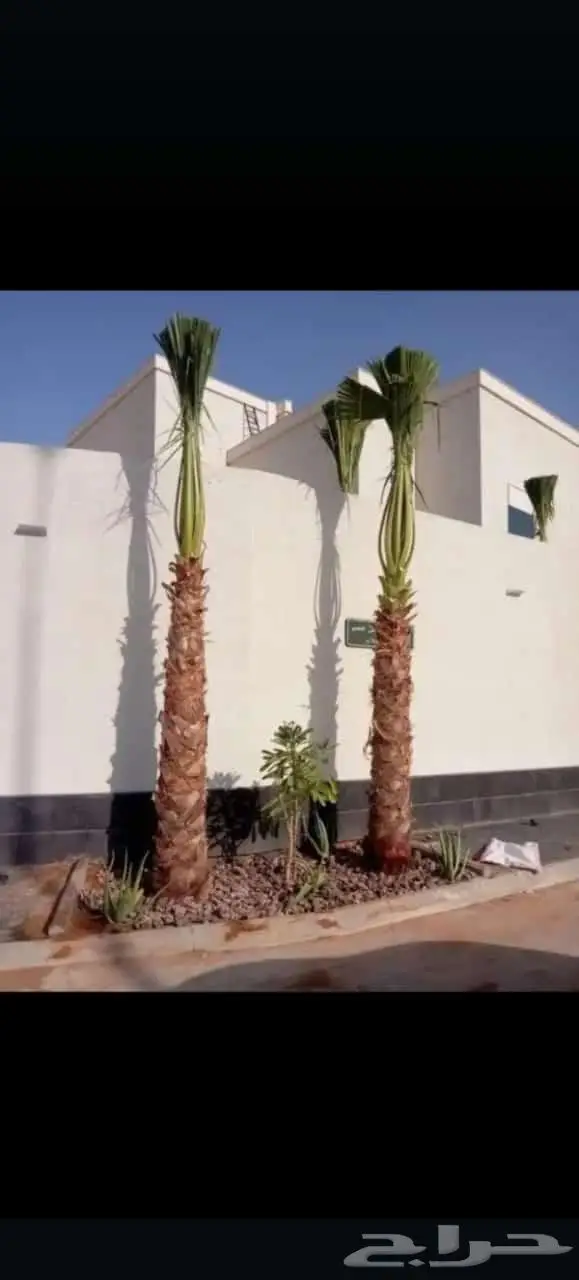 انخل البيع 9