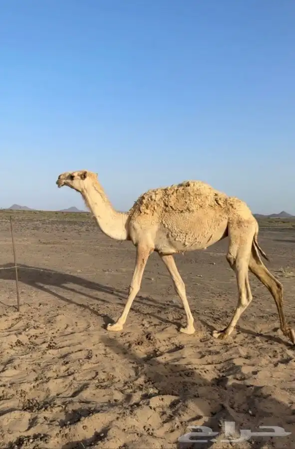 بكره حقه طيبه والعضم الطيب 1