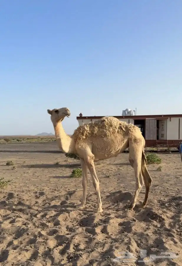 بكره حقه طيبه والعضم الطيب 2
