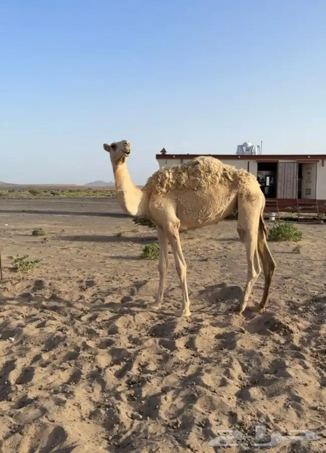 بكره حقه طيبه والعضم الطيب 0