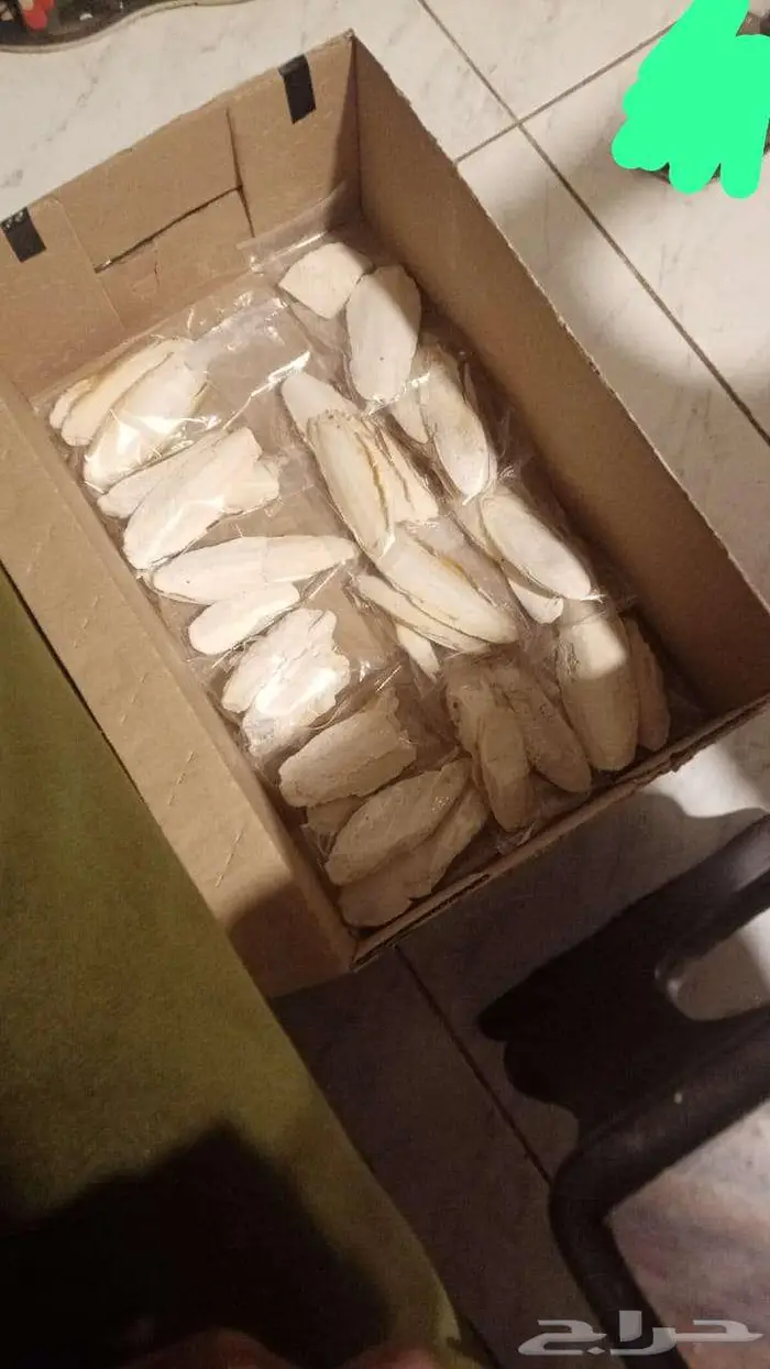عظم حبار للبيع 6