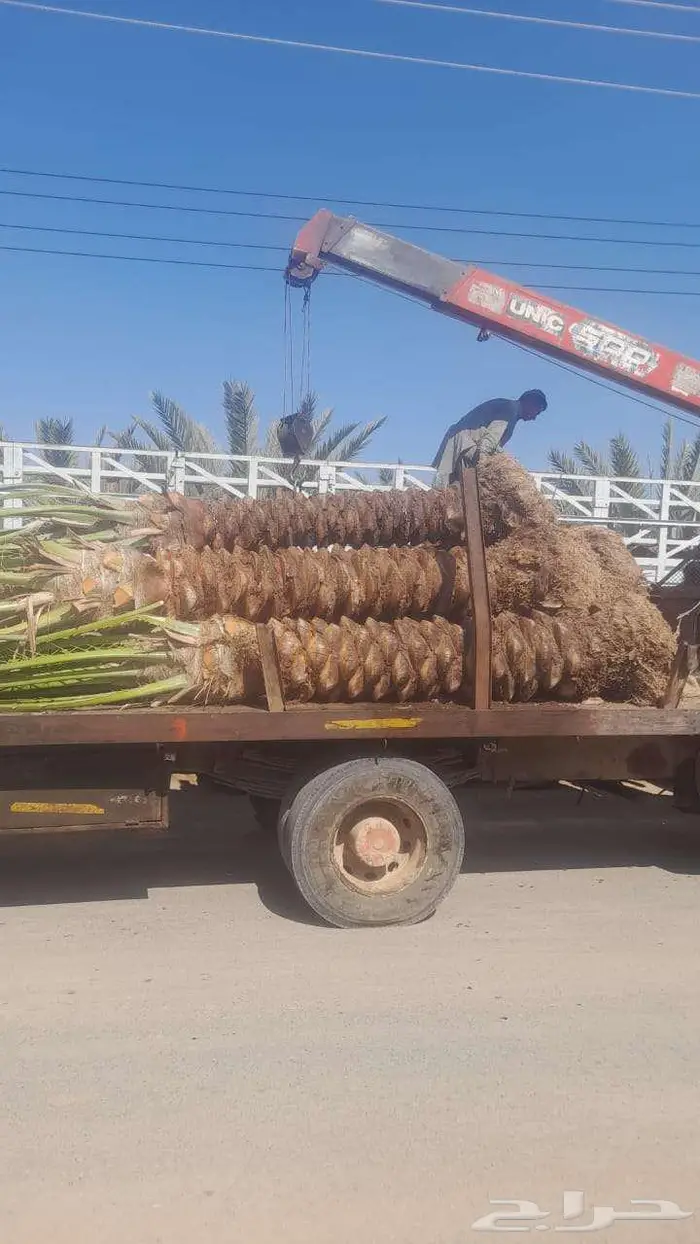 انخل البيع 8