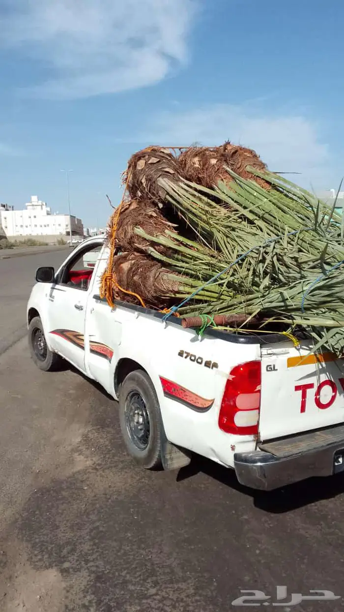 انخل البيع 6