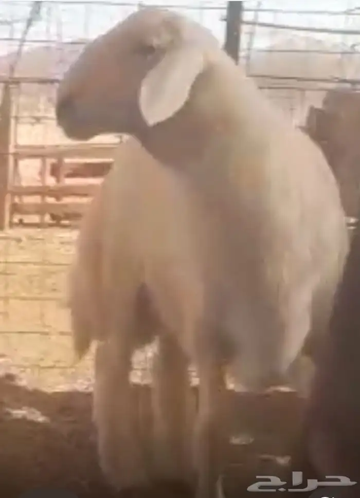 مشرووع فحل حر ي صنف 2