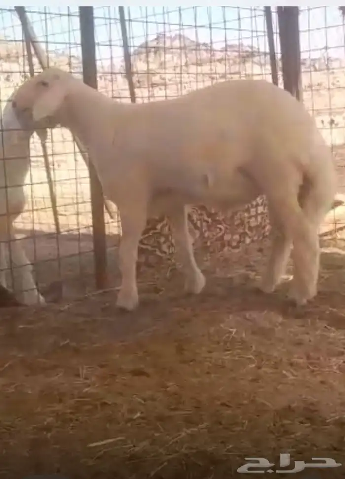 مشرووع فحل حر ي صنف 1