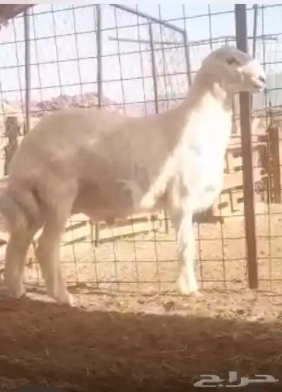 مشرووع فحل حر ي صنف index