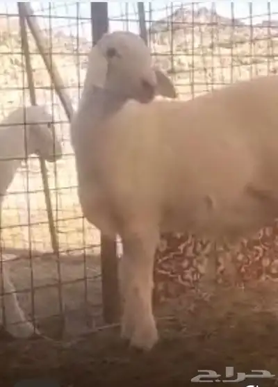 مشرووع فحل حر ي صنف index