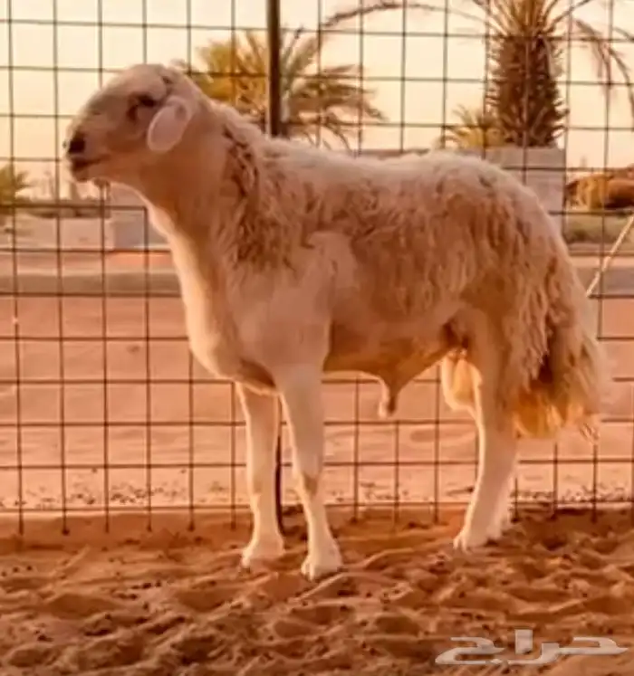 مشرووع فحل حر ي صنف 6
