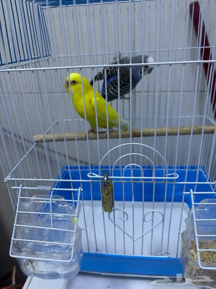 للبيع زوج بادجي (ذكر وأنثى) 0