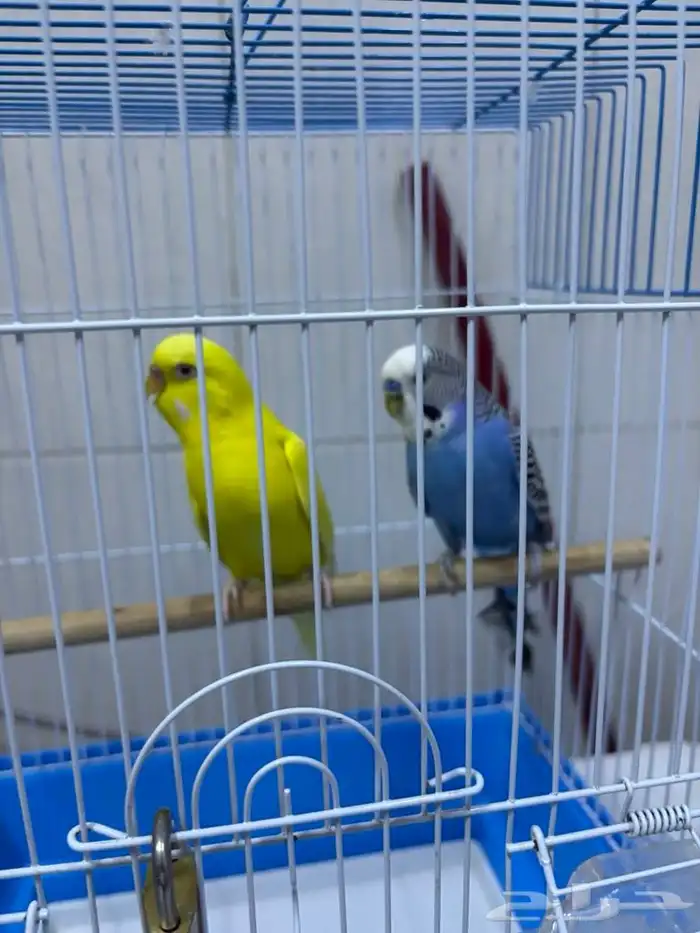 للبيع زوج بادجي (ذكر وأنثى) 1