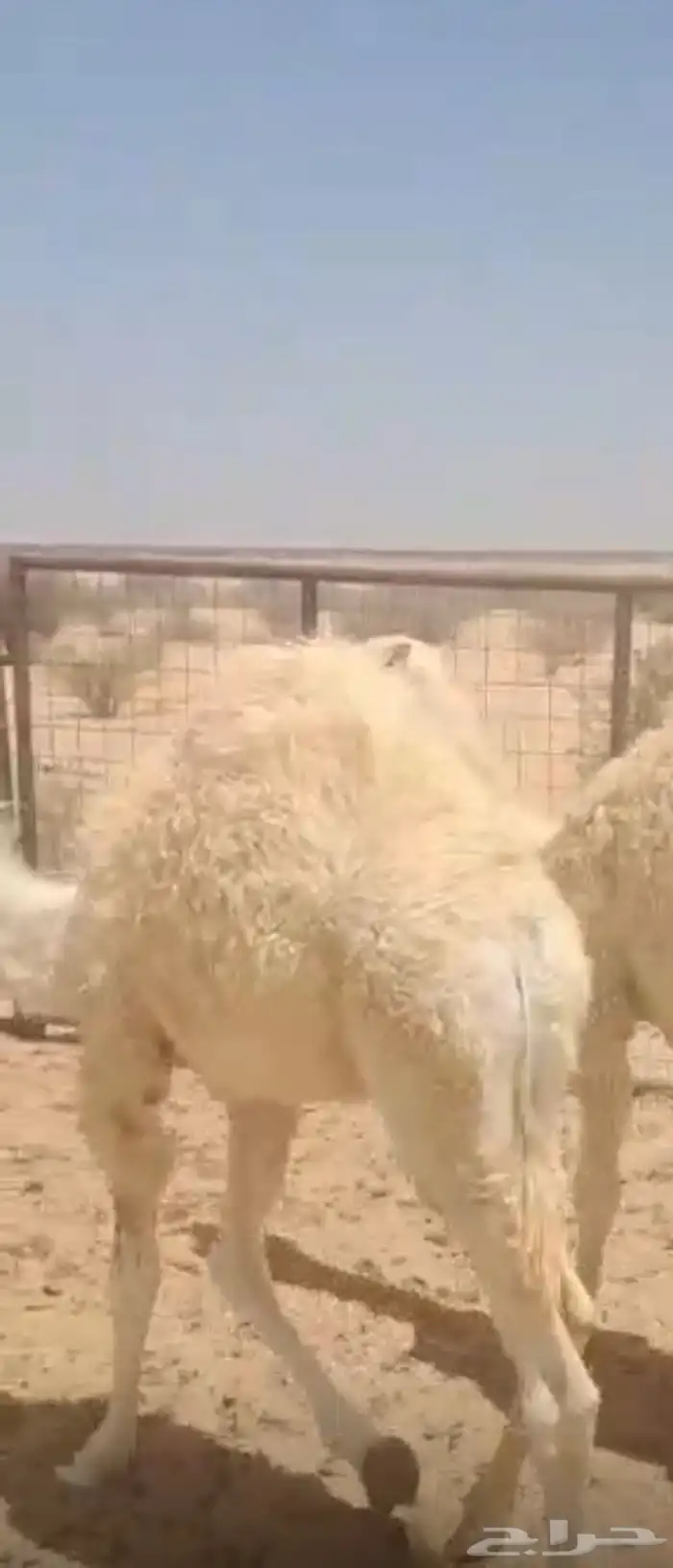حيران على الحليب طيبه 5