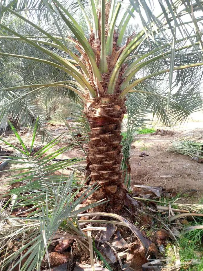 انخل البيع 4