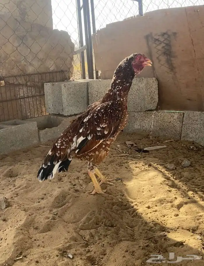 تم البيع 0