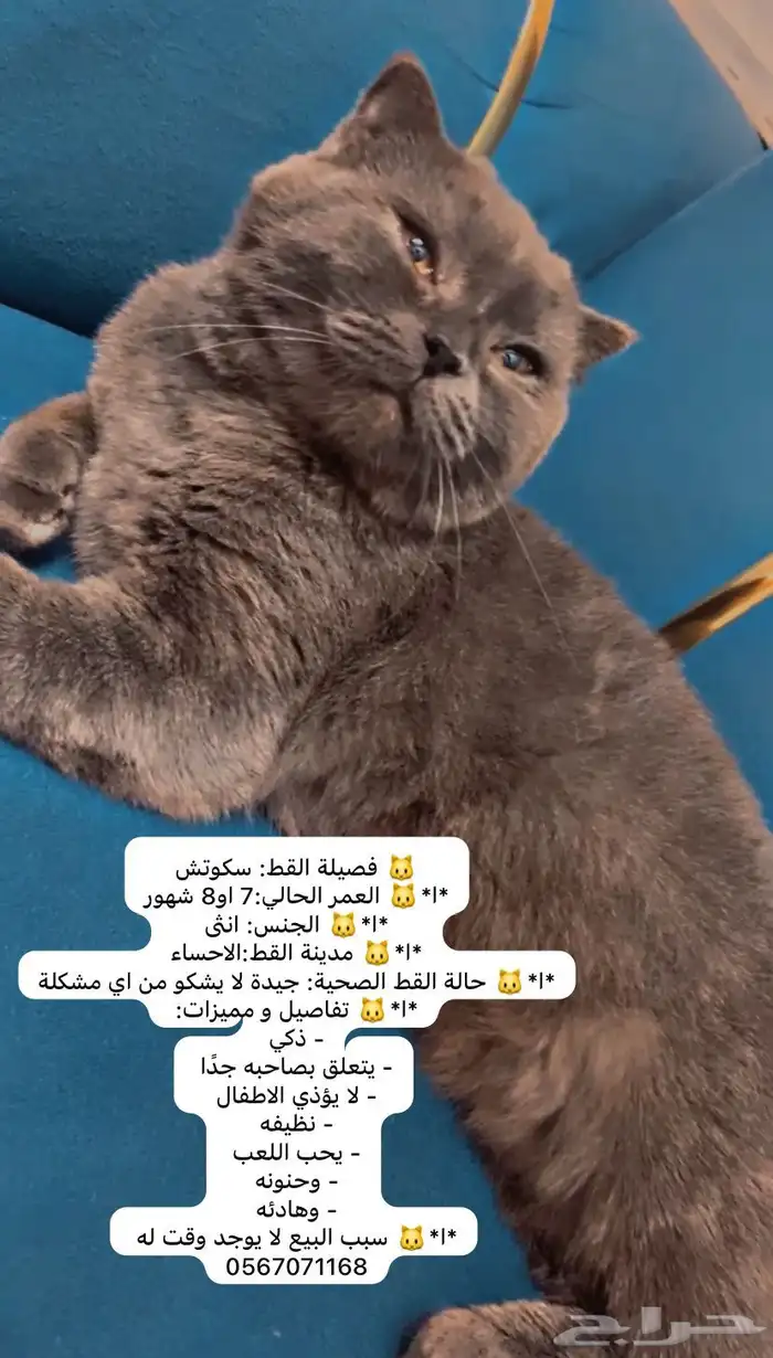 قطط 0