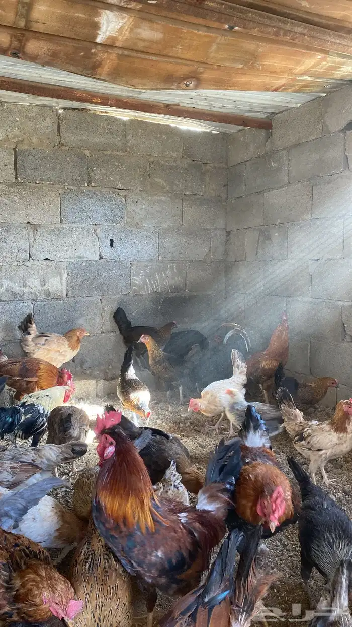 دجاج بلدي(تم البيع ) 0