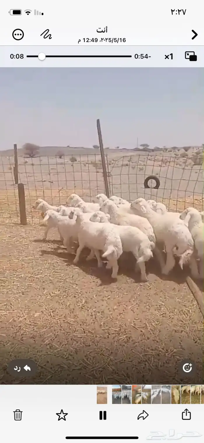 بهم تربيه من ثلاث شهور الي شهرين ونصف طليان 0