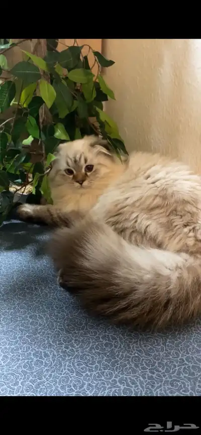 قطه للبيع ب 250 0