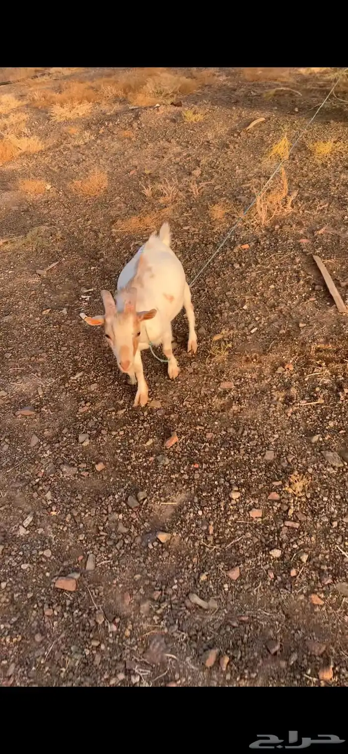تيس قزم 1
