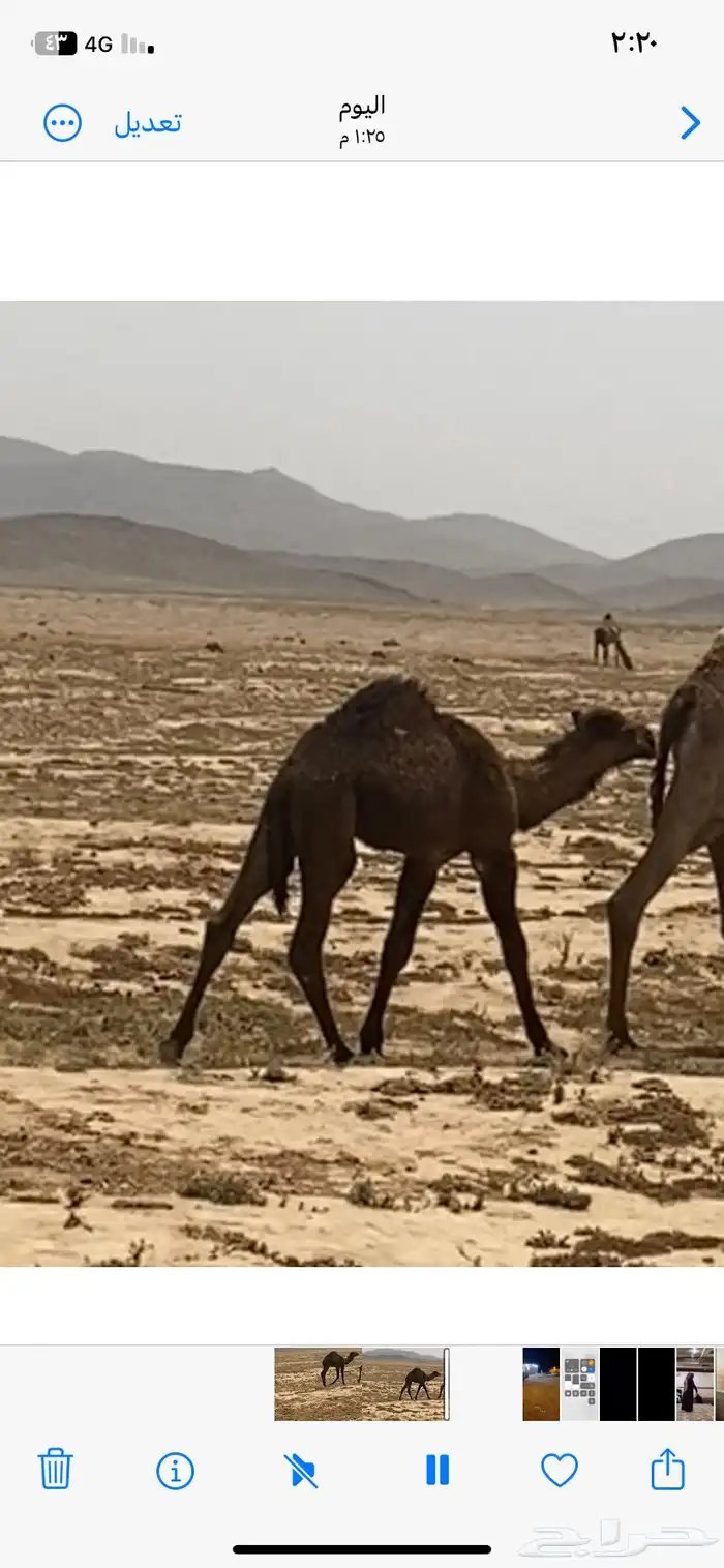 حوار للبيع 3 شهور طيب 0