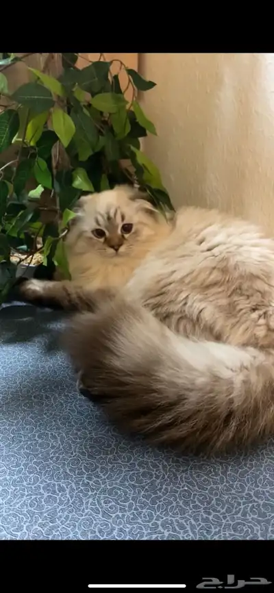 قطه للبيع ب 250 1