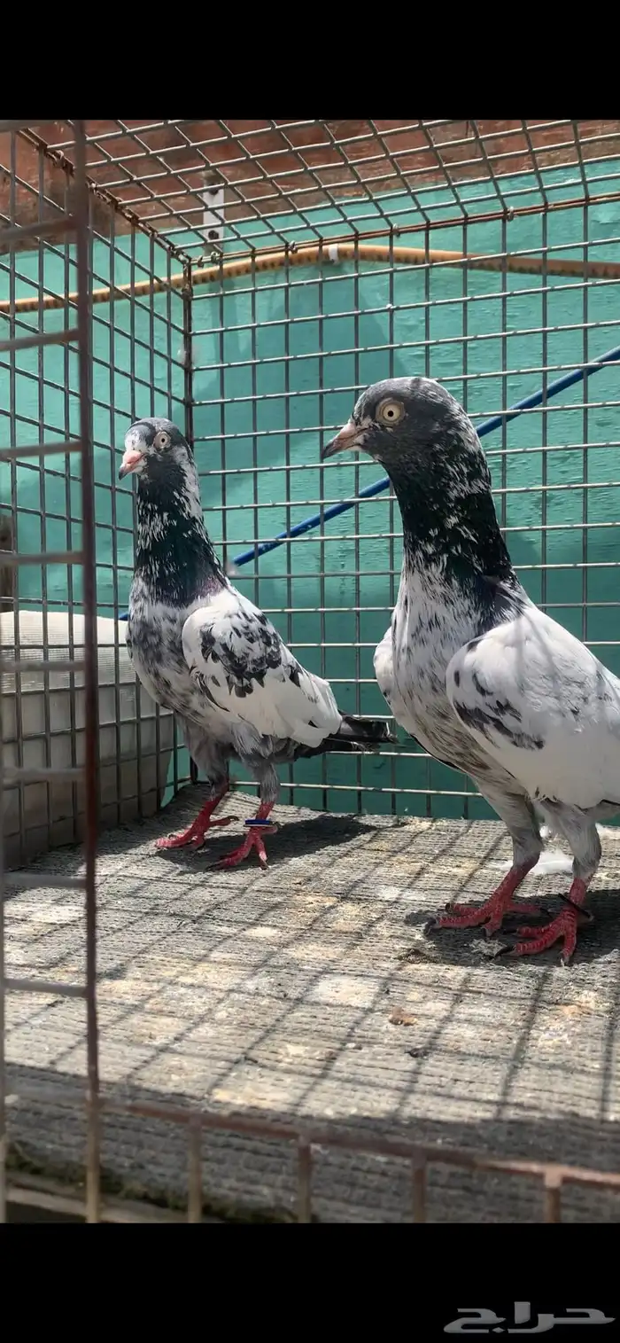 للبيع زوج سهران بوري بيور 0