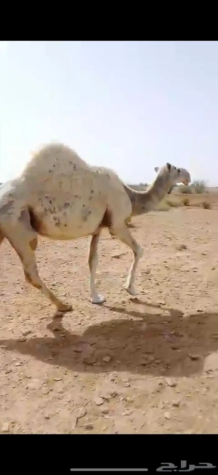 خفوت وضحاء 1