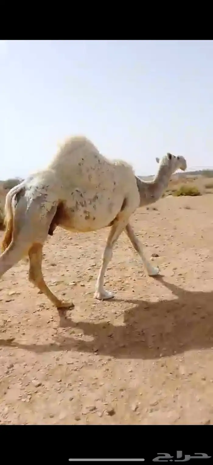خفوت وضحاء 0
