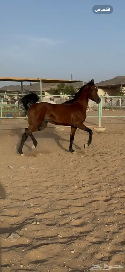 حصان جمال نسب ابطال 3