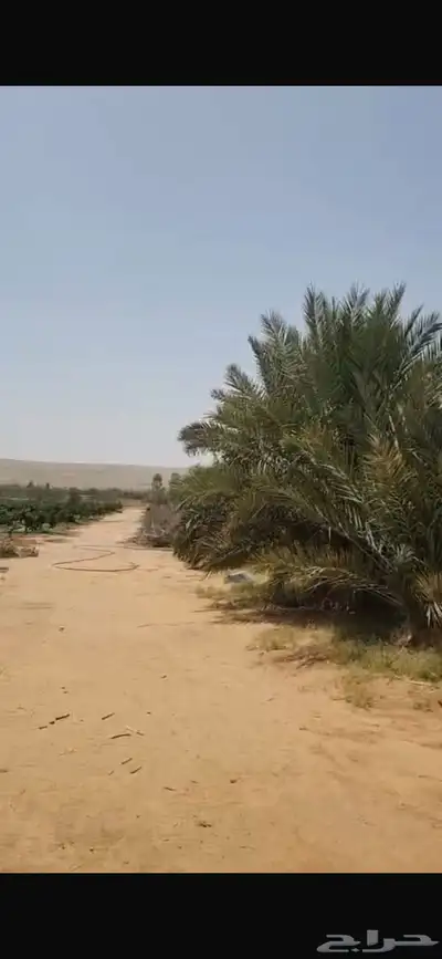للبيع مزرعة مساحة 50 الف بحفيرة نساح طريق الصدر 8