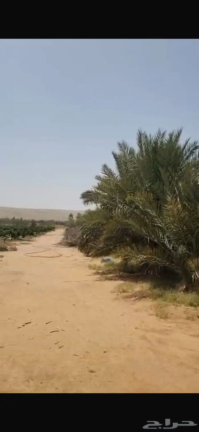 للبيع مزرعة مساحة 50 الف بحفيرة نساح طريق الصدر 8